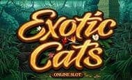 Exotic Cats UK slot